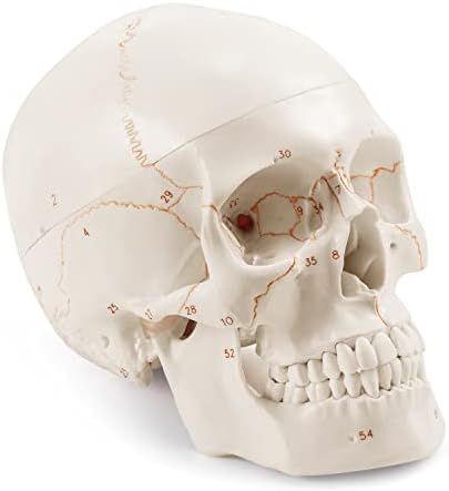 Upgraded Life Size Human Head Skull Anatomical Model with Newest Laser-Etched Fonts Not Hand Writ... | Amazon (US)