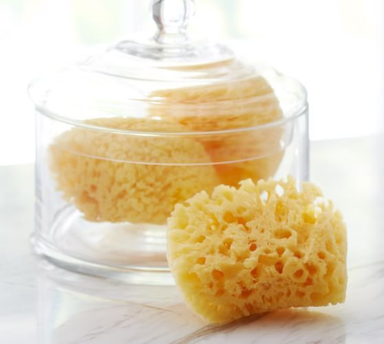 Sea Sponges, Set of 3 | Pottery Barn (US)