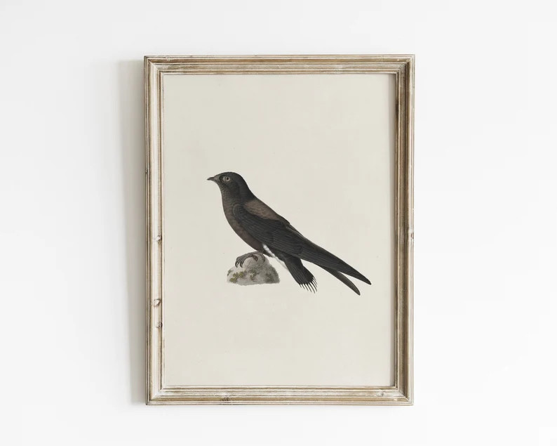 Vintage Bird Print: Botanical Farmhouse Illustration (Digital Download) | Etsy (Global)