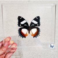 3D Framed Gladiator Butterfly | Hypolimnas Dexithea - 8x7 Acrylic Frame | Etsy (US)