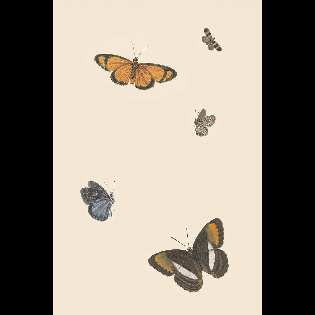 BUTTERFLIES II | Juniper Print Shop