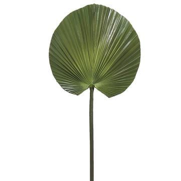 Tropical Fan Palm Green | Megan Molten