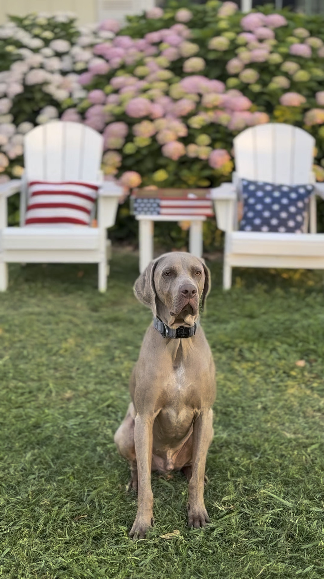 My dog Griffey posing in front of our classic white Adirondack chairs in front of our pink mophead hydrangeas and Americana pillows!!

I shared our favorite chairs, hydrangeas, the soil and drip system we use at our flower farm in Northern California and Americans pillows for the 4th of July! ❤️🤍💙 

#LTKHome #LTKdayinmylife #LTKSeasonal