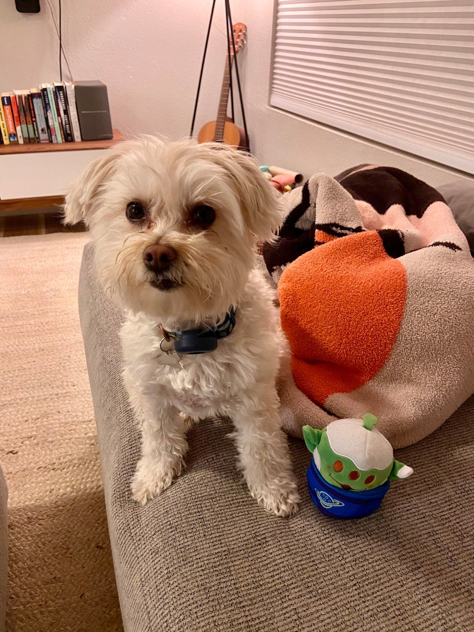 Gerry’s first Munchling! 

#LTKFindsUnder50 #LTKFindsUnder100 #LTKPets #LTKTravel #LTKKids #LTKFamily 