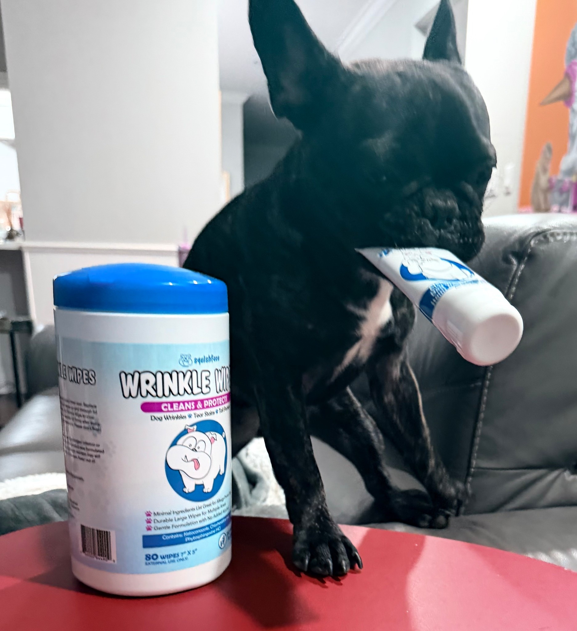 French bulldog necessities! She feels so much better when we use these! ￼#dogcare #frenchie 