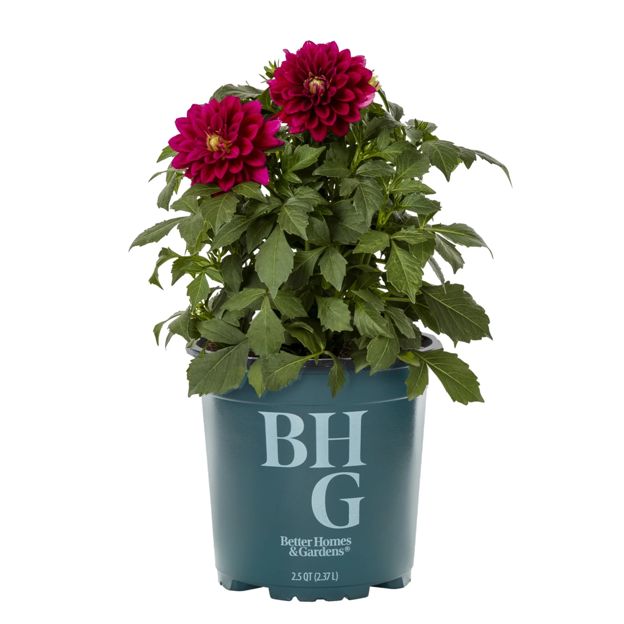 Better Homes & Gardens 2QT Red Dahlia Live Annual Plant Sun | Walmart (US)