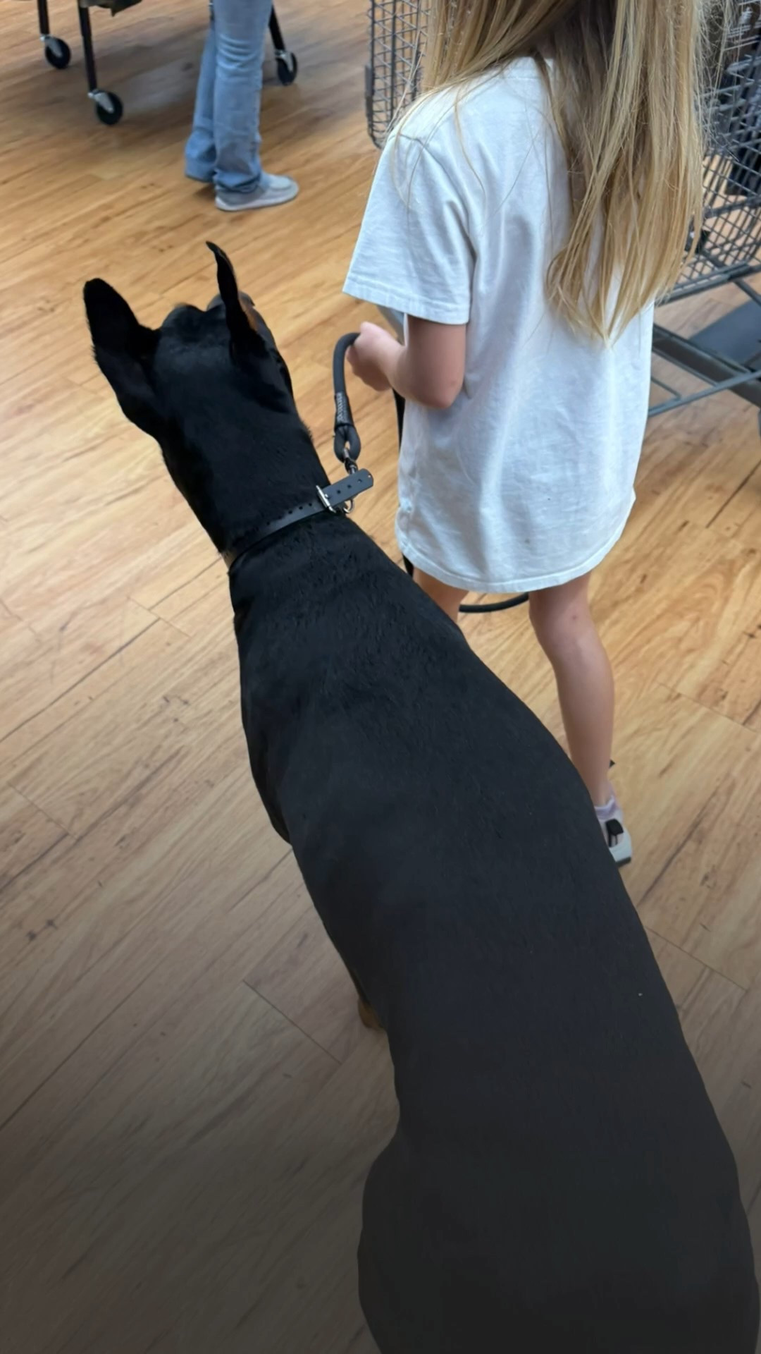 When you need backup shopping! Adding some of my pup faves for the holidays  

#LTKdayinmylife #LTKGiftGuide #LTKHoliday