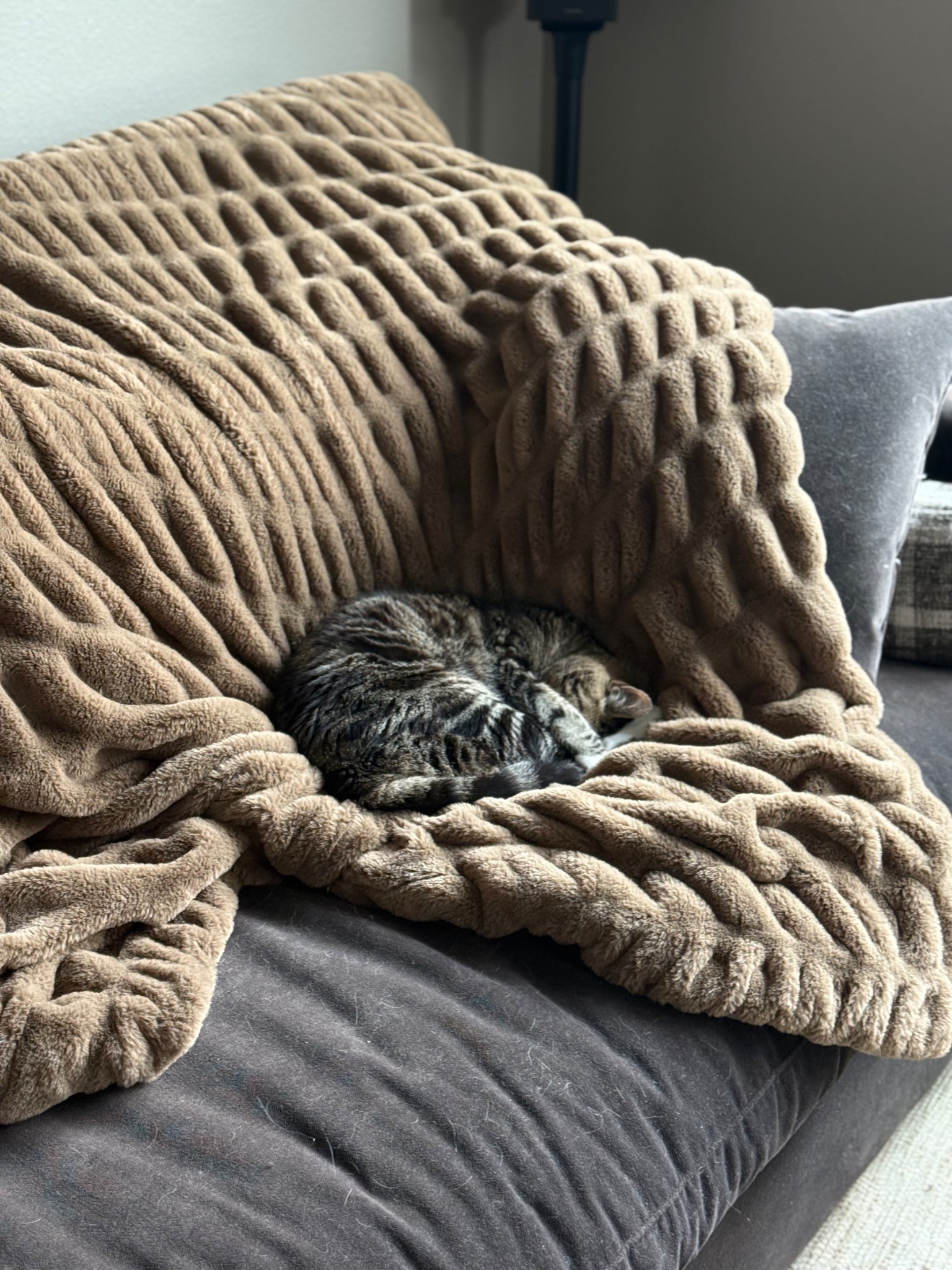 Ever since I got this Lola blanket in the mail it is constantly being used! This would make for a great gift this season! 

#LTKGiftGuide #LTKHoliday #LTKHome