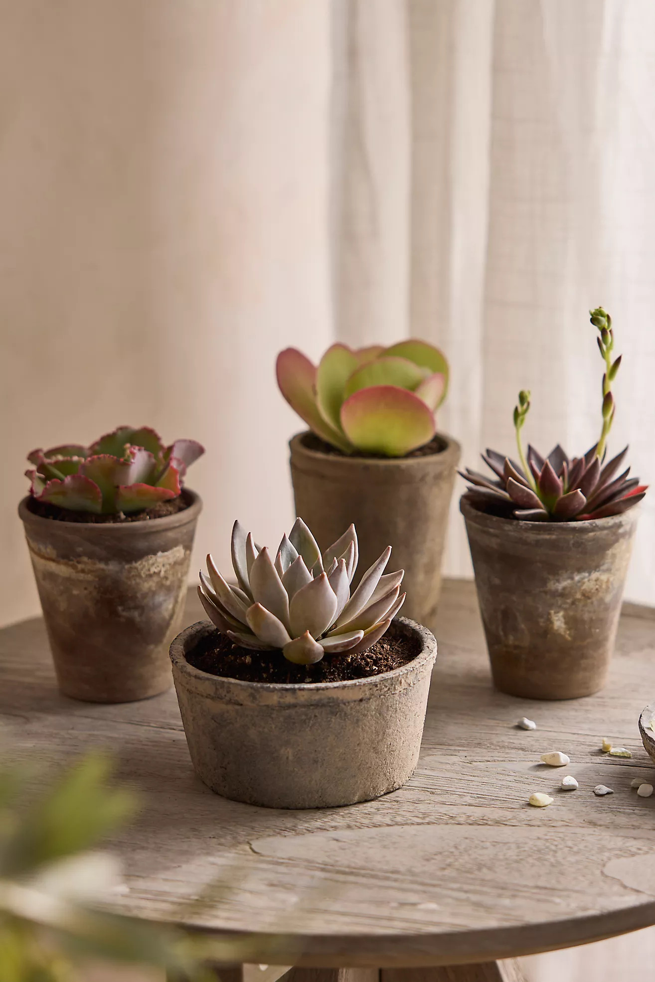 Assorted Succulents, Pack of 4 | Anthropologie (US)