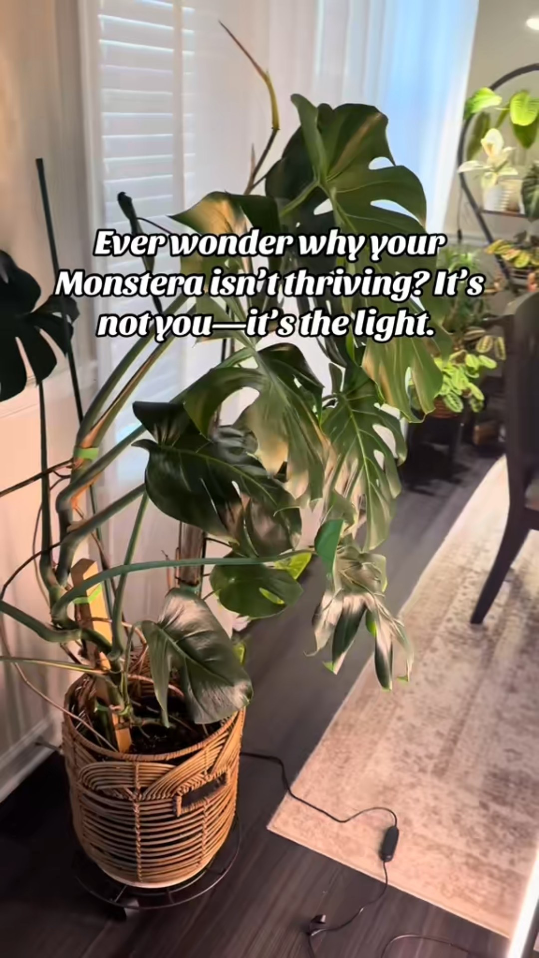 It’s adjustable, mimics sunlight, and even has a timer, so no more guesswork. #growlight #plantmama 

#LTKHome #LTKmomlife #LTKCyberWeek