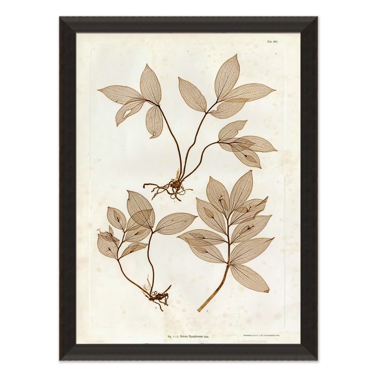 Preserved Plants IV | Magnolia