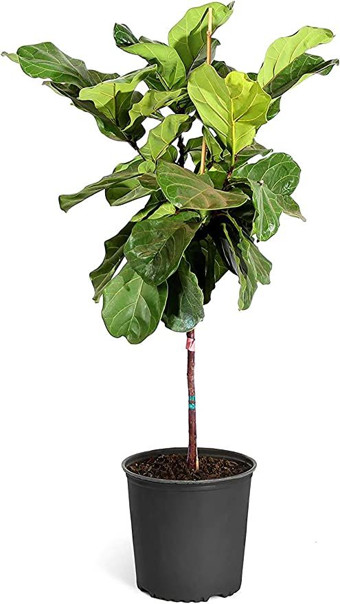 Brighter Blooms - Fiddle Leaf Fig - The Most Popular Indoor Fig Tree - Tall, Live Indoor Fig Tree... | Amazon (US)