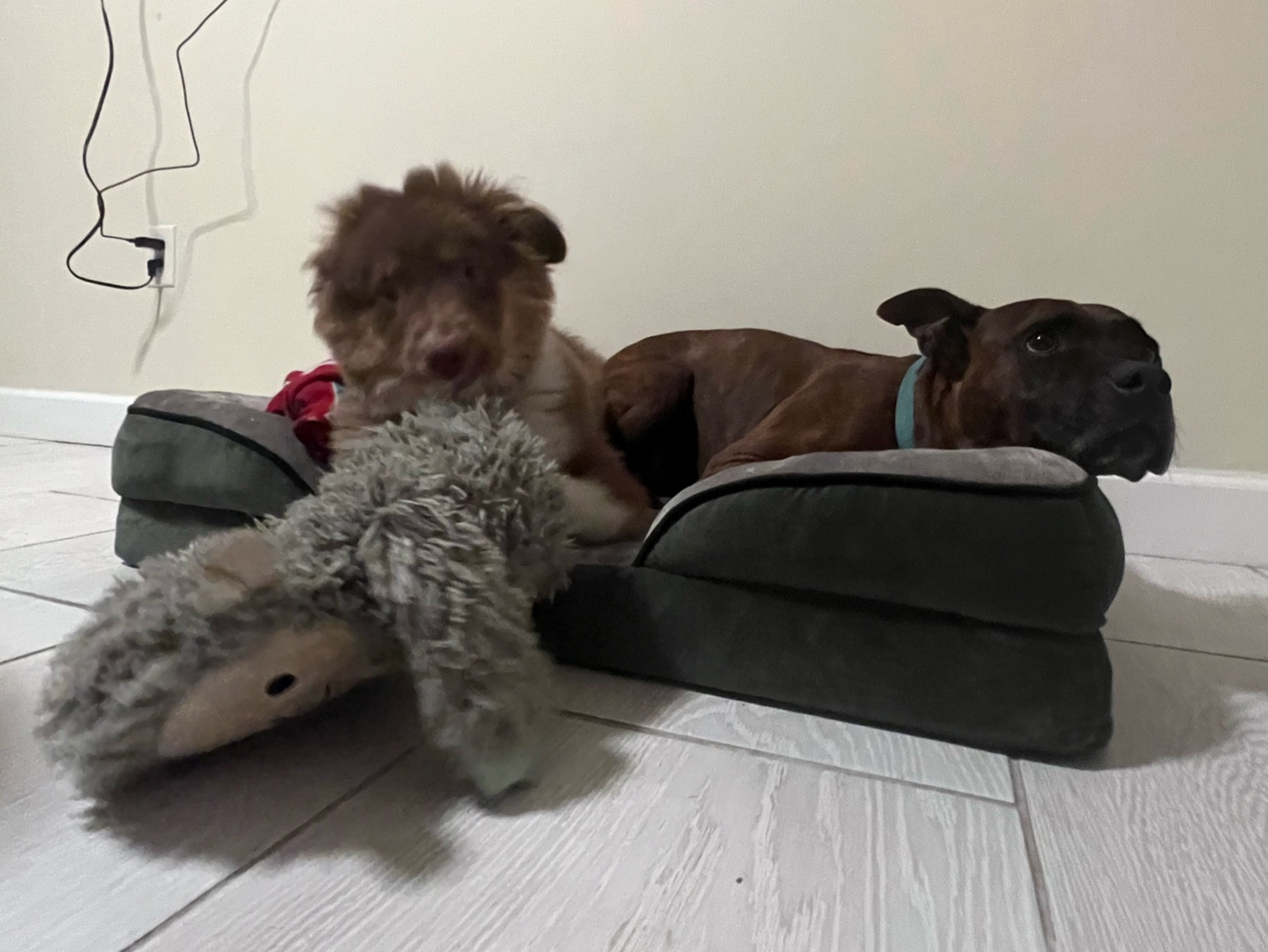 Mango loves to take all of Johnny’s things, especially just be next to him 😂 It’s actually the cutest thing ever!

#dogfinds #dogmom #seasoned #newpup #toys #sharing #aussie #australianshepherd #boxer #mutt 

#LTKfamily