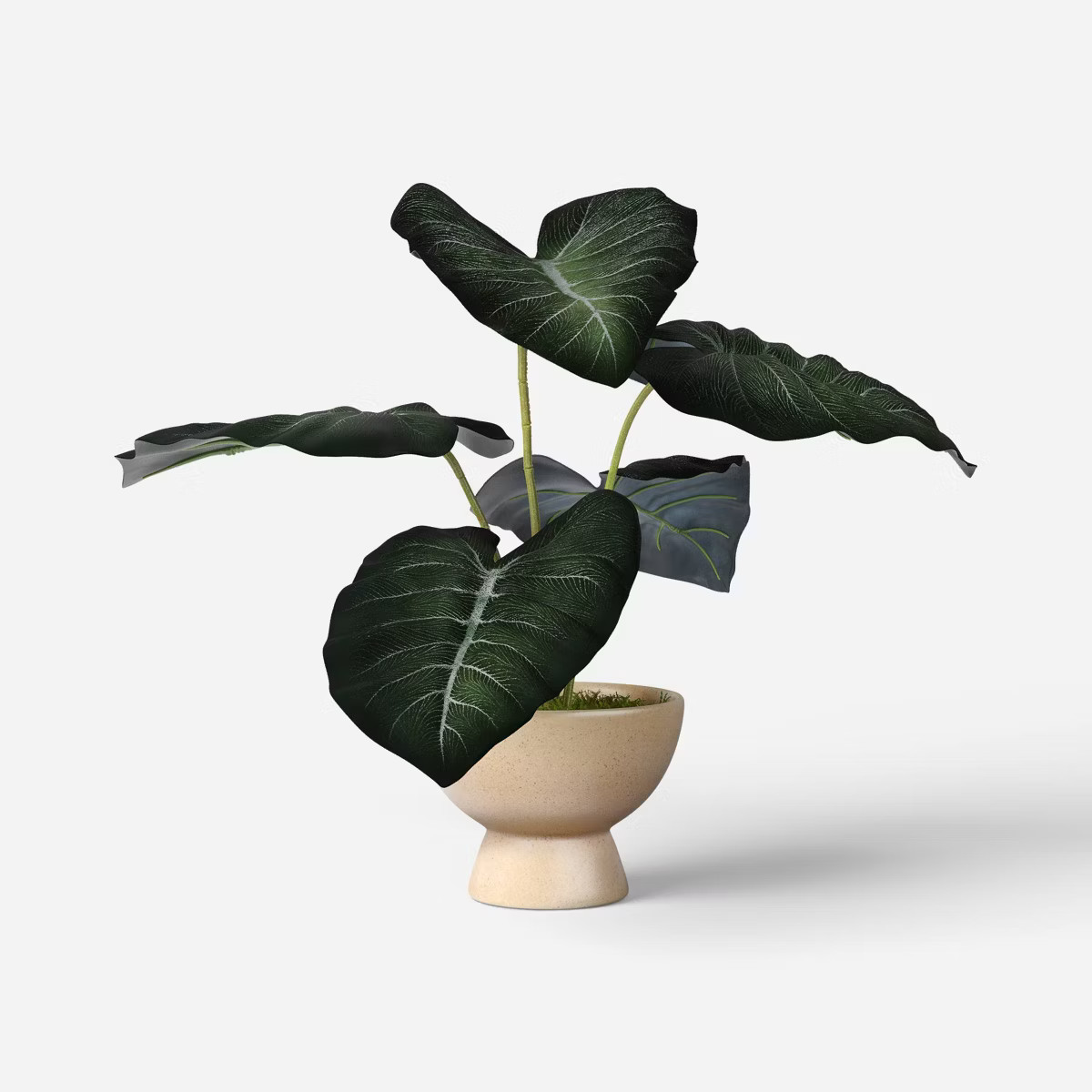 Velvet Alocasia Plant - Threshold™ | Target