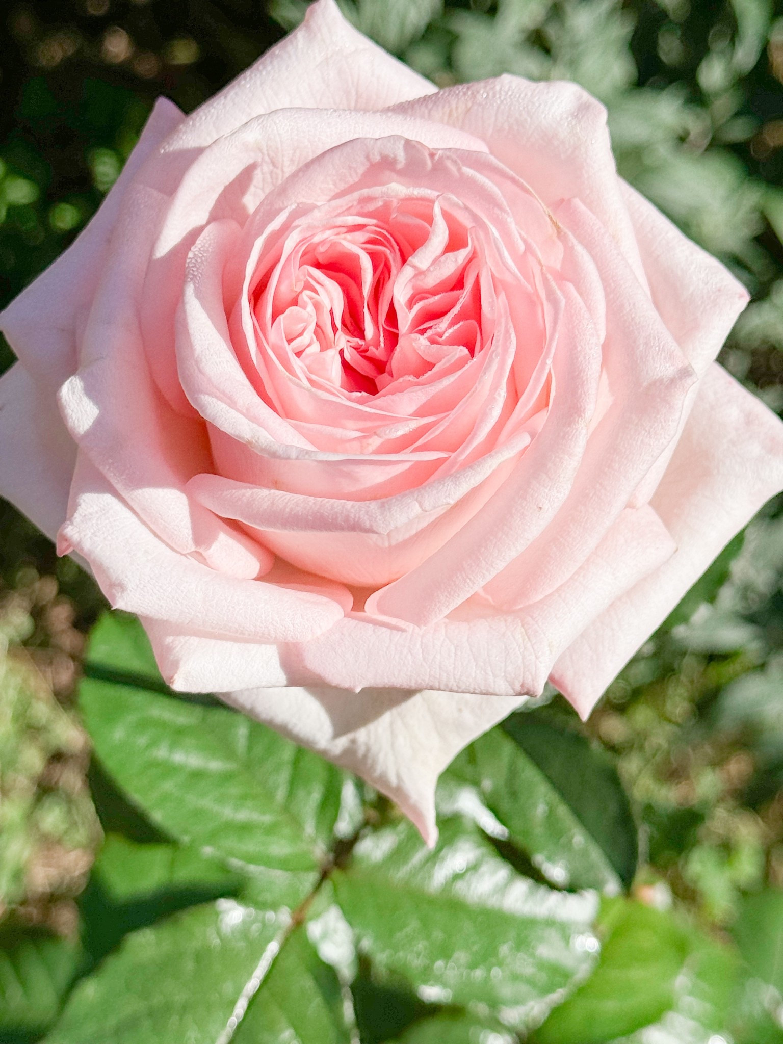 Pink O’Hara was such a challenging rose for me to grow  But I am glad I stuck it out! 

#LTKselfcare #LTKGiftGuide #LTKFindsUnder100