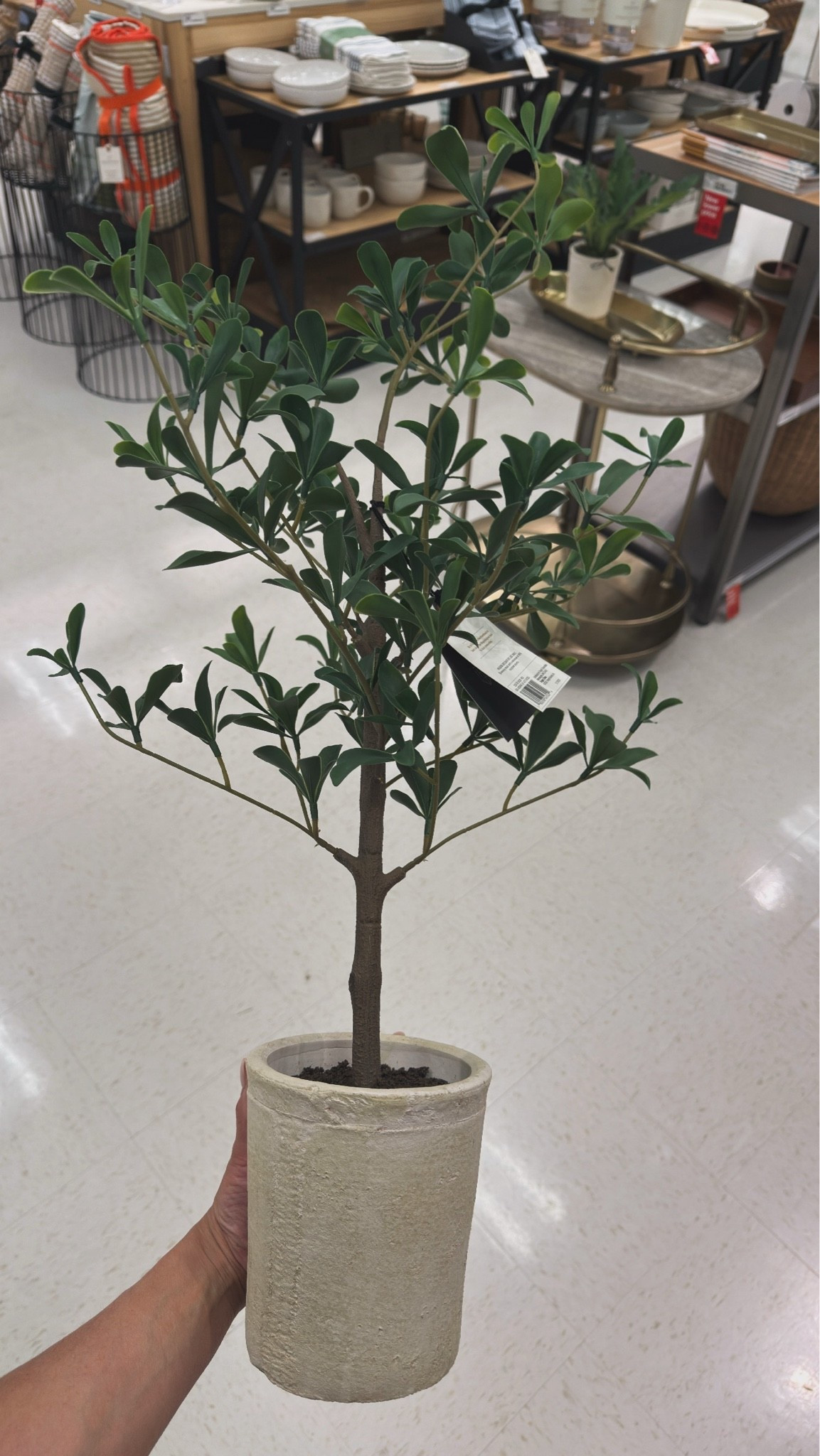 The cutest little olive tree & look at the vase it comes with 😍

#LTKdayinmylife #LTKHome #LTKSaleAlert