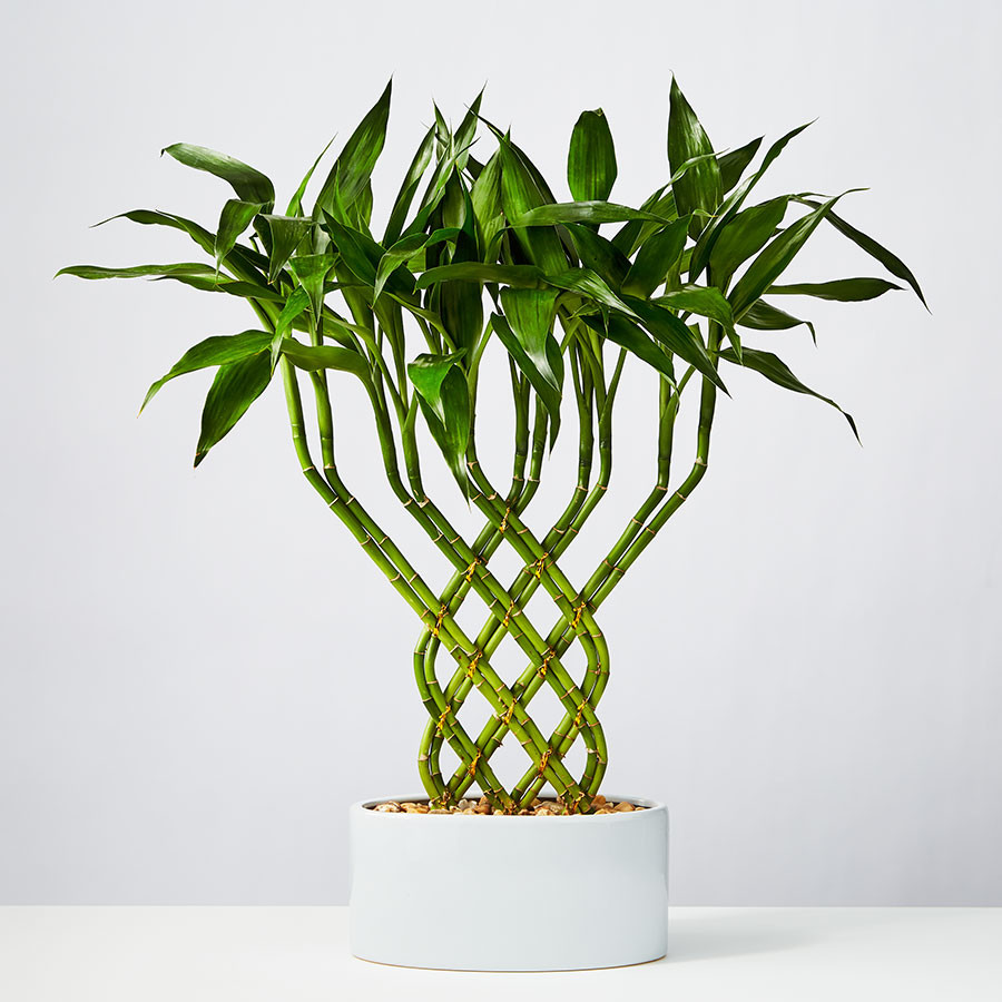 Lucky Bamboo Trellis | plants.com