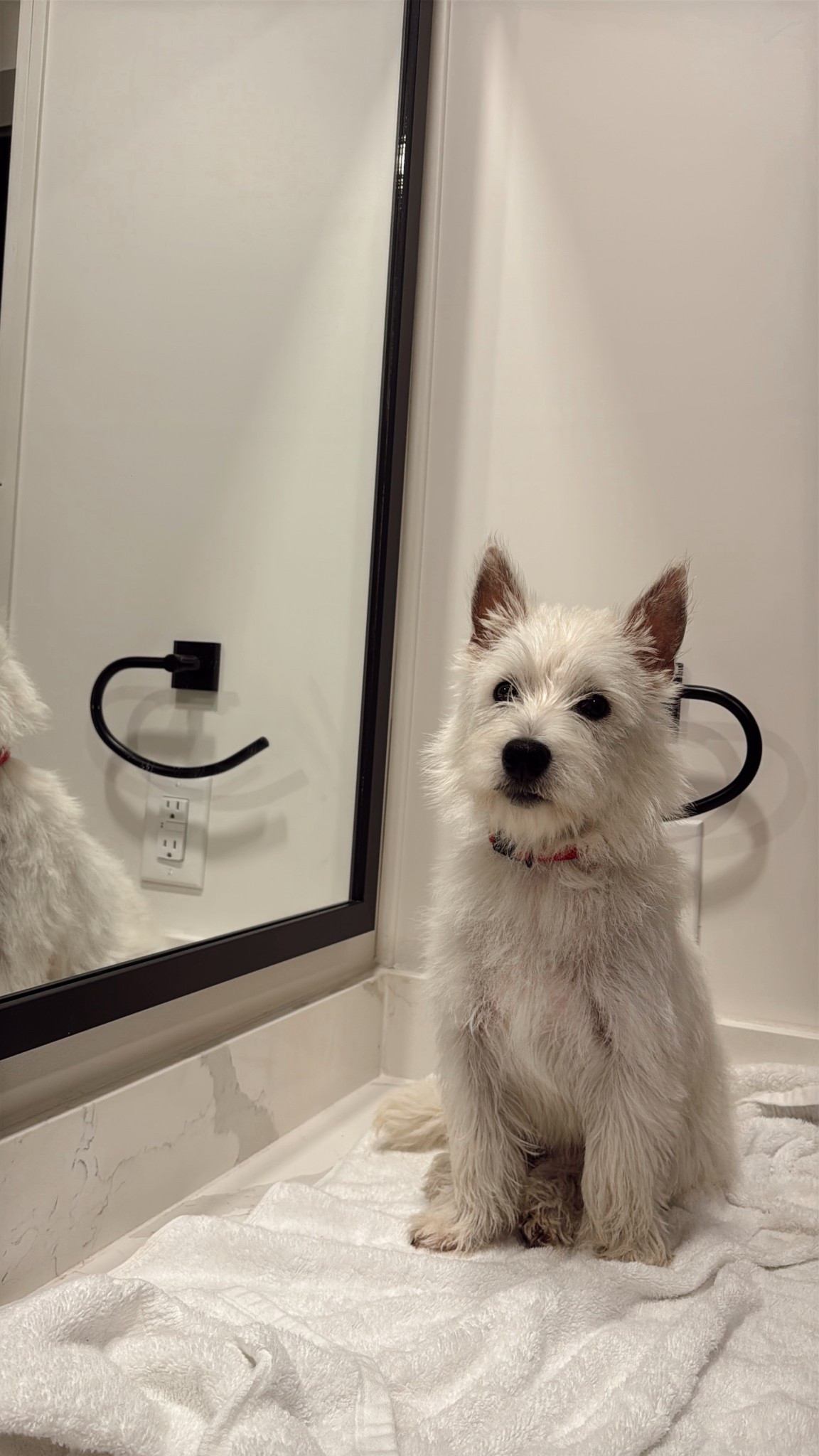 Aspen’s Bath Essentials




#LTKPets #LTKFindsUnder50 #LTKHome
