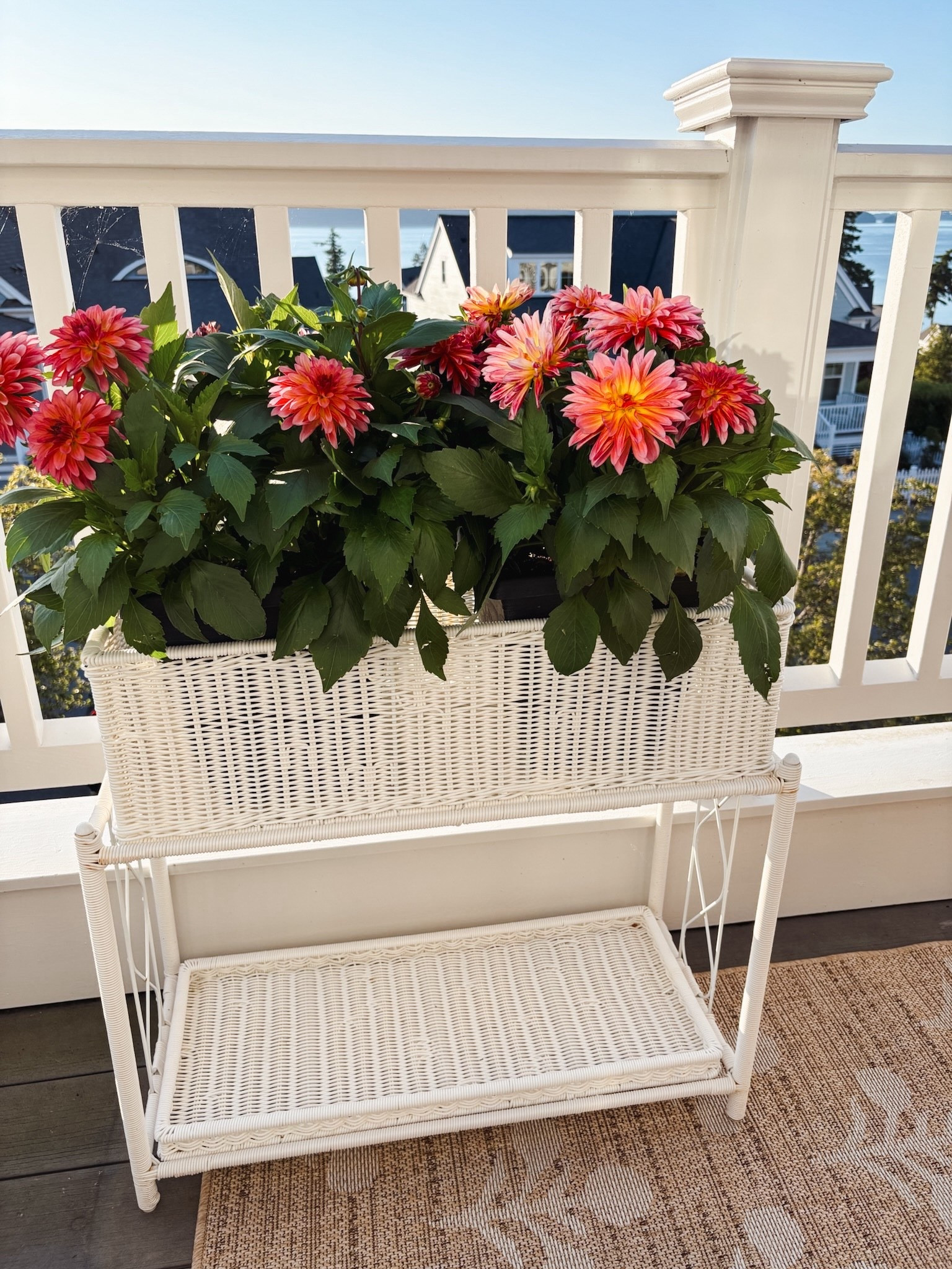 #ad These outdoor wicker plant stands are one of my best finds ever from @Wayfair 🤍

They’re so versatile—table, planter, storage, tray + more—and can be reconfigured depending on what your space needs. Mix, match, and remove pieces to create different setups!

You can even group a few together to add a little privacy or define an outdoor space. Durable enough for outdoors, but just as cute inside, too.

Linking these and more great outdoor finds from Wayfair to help you refresh your space!

#wishyouwerehere #outdoor #Wayfair #wayfairpartner


#LTKSeasonal #LTKSaleAlert #LTKHome