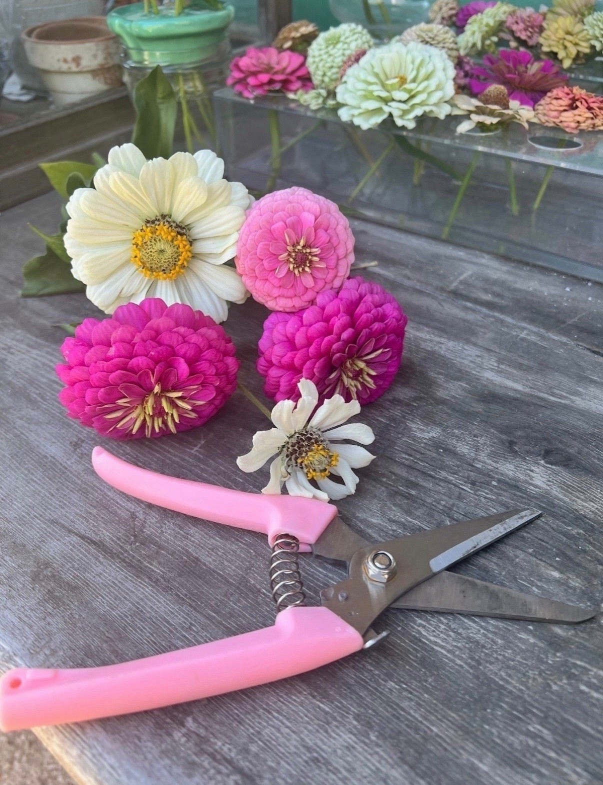 My favorite lazy girl garden shears 💖 Of course, I HAD to grab them in pink but they come in a ton of other colors as well 🌸



#LTKHoliday #LTKGiftGuide #LTKSeasonal