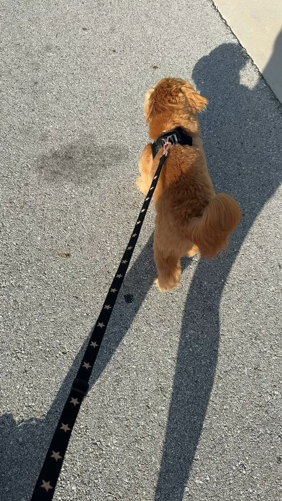 Our favorite harnesses for Remy & my best handsfree leash! I went by the sizing chart and Remy is in a size medium (small is a little short in length for him) and the hands free leash is an absolute MUST!