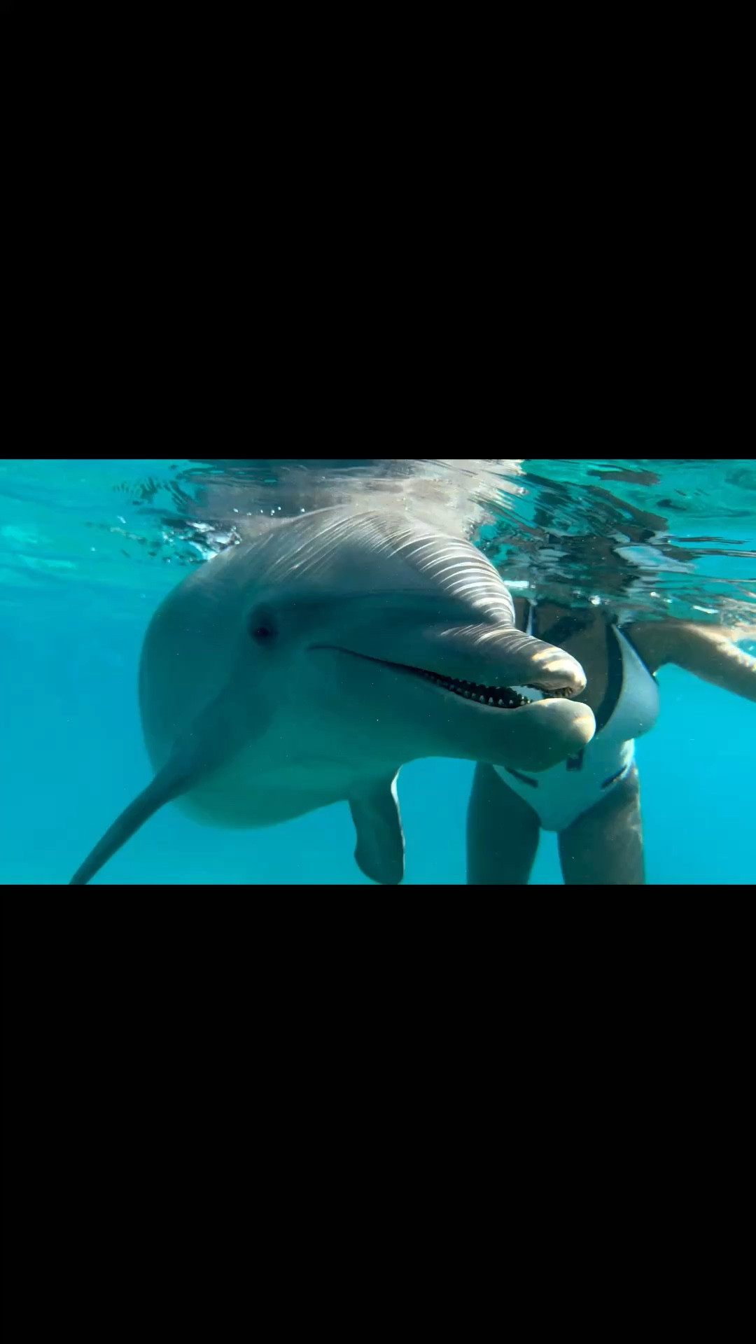Swimming with dolphins in the cutest one piece swimsuit from SheIn🐬 

 #LTKootd #LTKvlog #LTKTravel