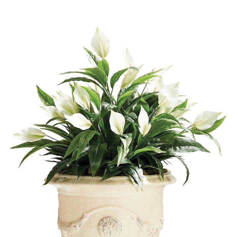 Indoor/Outdoor Peace Lily Plant - Frontgate | Frontgate