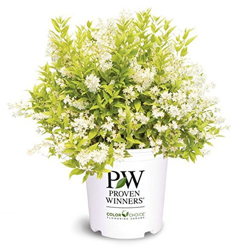 Proven Winners - Deutzia gracilis Chardonnay Pearls (Chardonnay Pearls Deutzia) Shrub, white flow... | Amazon (US)