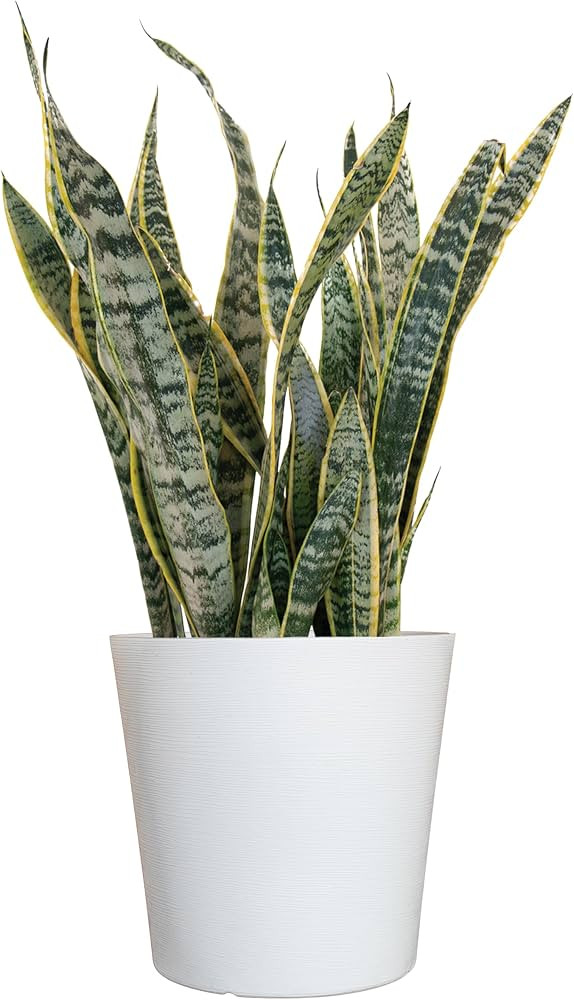 United Nursery Live Snake Plant, Sansevieria Trifasciata Laurentii, Variegated Snake Plant, 2-3 f... | Amazon (US)