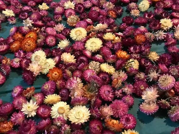 A Pack of Assorted Strawflowers dried Ready for Use Crafting | Etsy | Etsy (US)