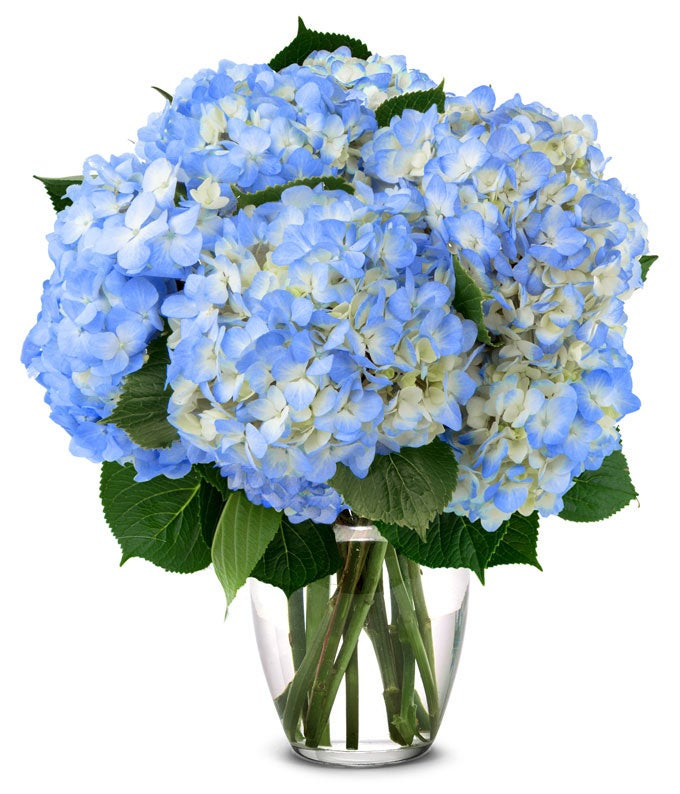 Blue Hydrangea Bouquet | From You Flowers