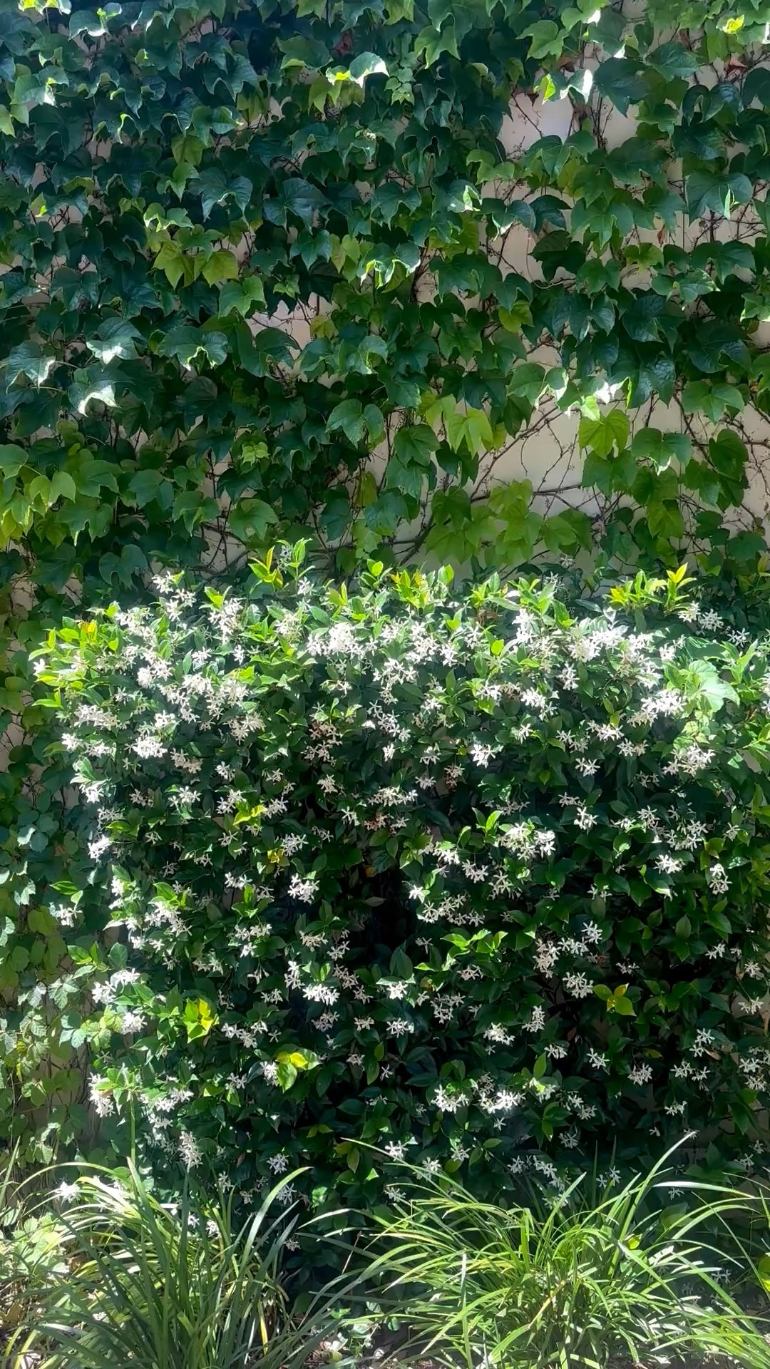 That deep green backdrop 🌿 anchored by large-scale planters placed just right — simple, but incredibly impactful.
#planter #gardendesign #outdoordecor #greenspace #modernoutdoor #planterstyle #homeinspo #ltkstyle

#LTKFestival #LTKTravel #LTKHome