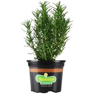 Bonnie Plants 25 oz. Rosemary-5090 - The Home Depot | The Home Depot