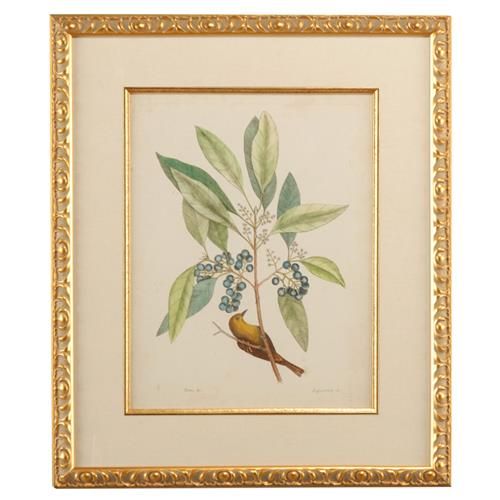 Chelsea House Catesby Bird & Botanical V French Country Gold Frame Illustration | Kathy Kuo Home