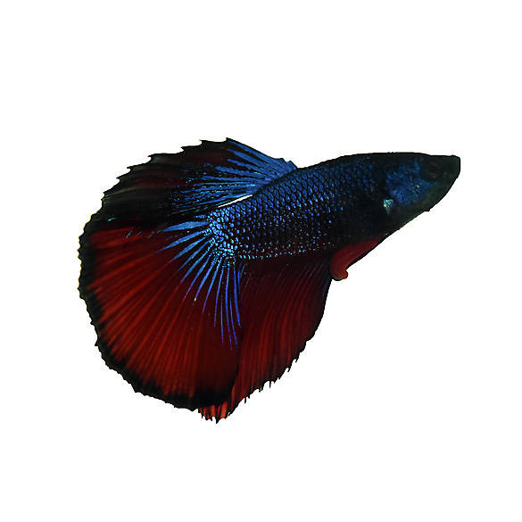 Half-Moon Male Betta Fish | fish Goldfish, Betta & More | PetSmart | PetSmart