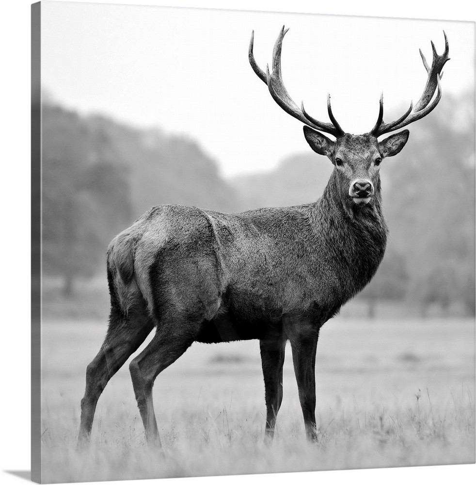 Proud Deer Wall Art | Great Big Canvas - Dynamic