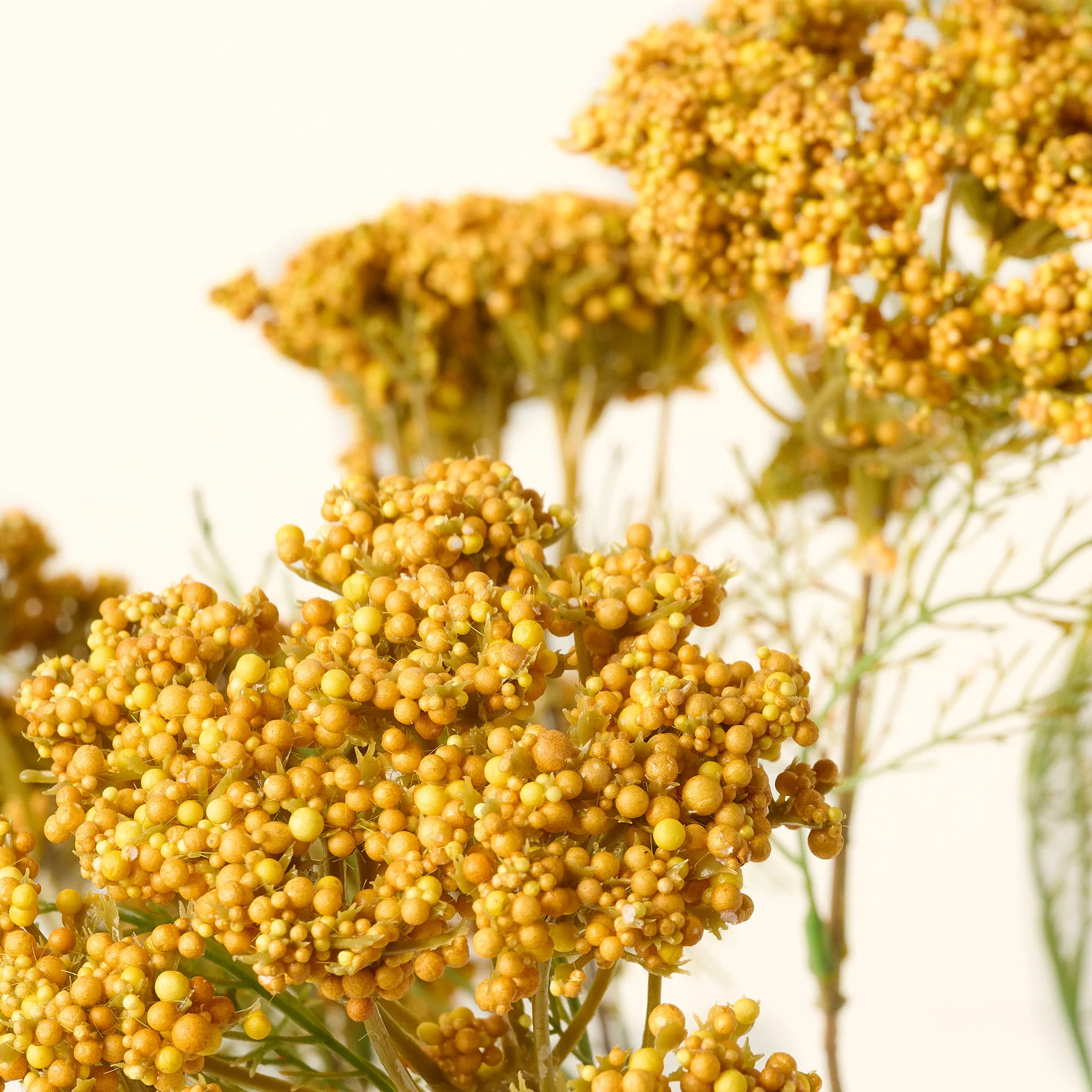 Yellow Queen Anne Lace Bush | Magnolia
