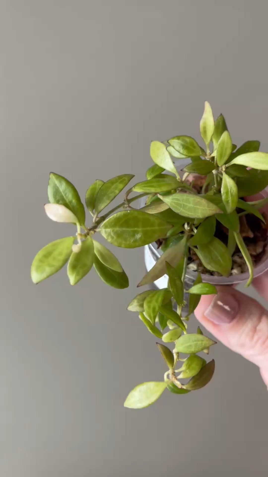 A friend whom I met on IG, @its.always.hoya sent me this darling, well rooted & growing #hoyamicrodwarf this past week. As a gift. How cool is that?! Thank you Casey! 🫶 I’m excited to grow this hoya and learn more about it as I do!

#ilovehoyas #hoyacollector #hoyahead #hoyaappreciation #hoyacollection #plantsmakemehappy #ihavethisthingwithplants #hoya #easilydistractedbyplants

#LTKFindsUnder50 #LTKHome #LTKFindsUnder100