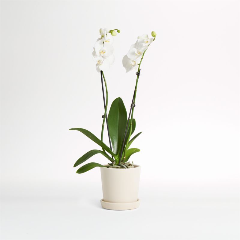 Live Double Stem White Orchid in Bryant Planter by The Sill | Crate and Barrel | Crate & Barrel