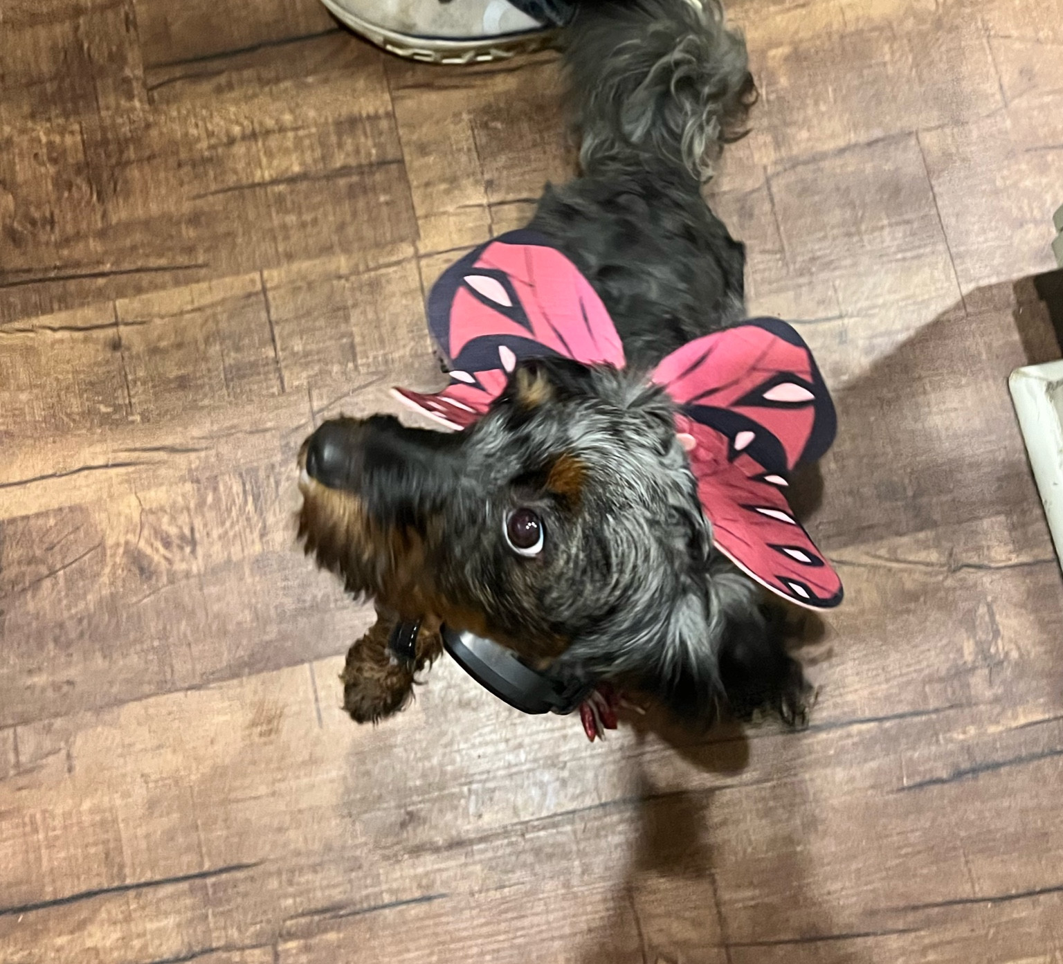 How cute is this butterfly costume for pets ?

#LTKGiftGuide #LTKFamily #LTKSeasonal