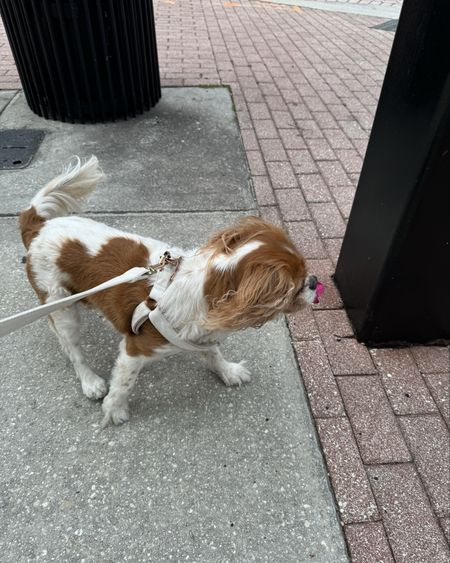 Dog harness and matching leash! Shop on Amazon. My pick? White velvet  

#LTKfamily #LTKfindsunder50 #LTKhome