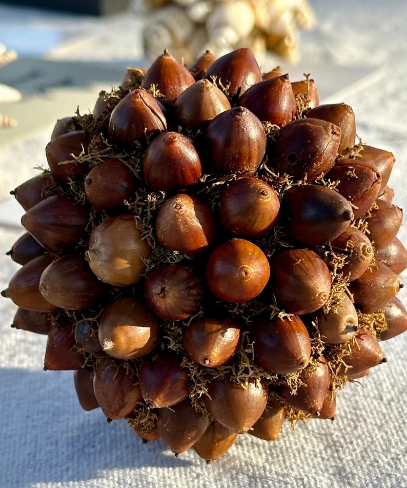 Acorn on Moss Sphere | Etsy (US)