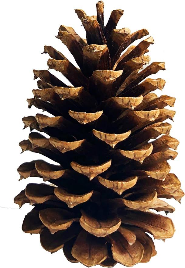 Amazon.com: 20 PineCones 3" to 4” Tall Bulk Package All Natural, Bug Free, and Perfect for Craf... | Amazon (US)