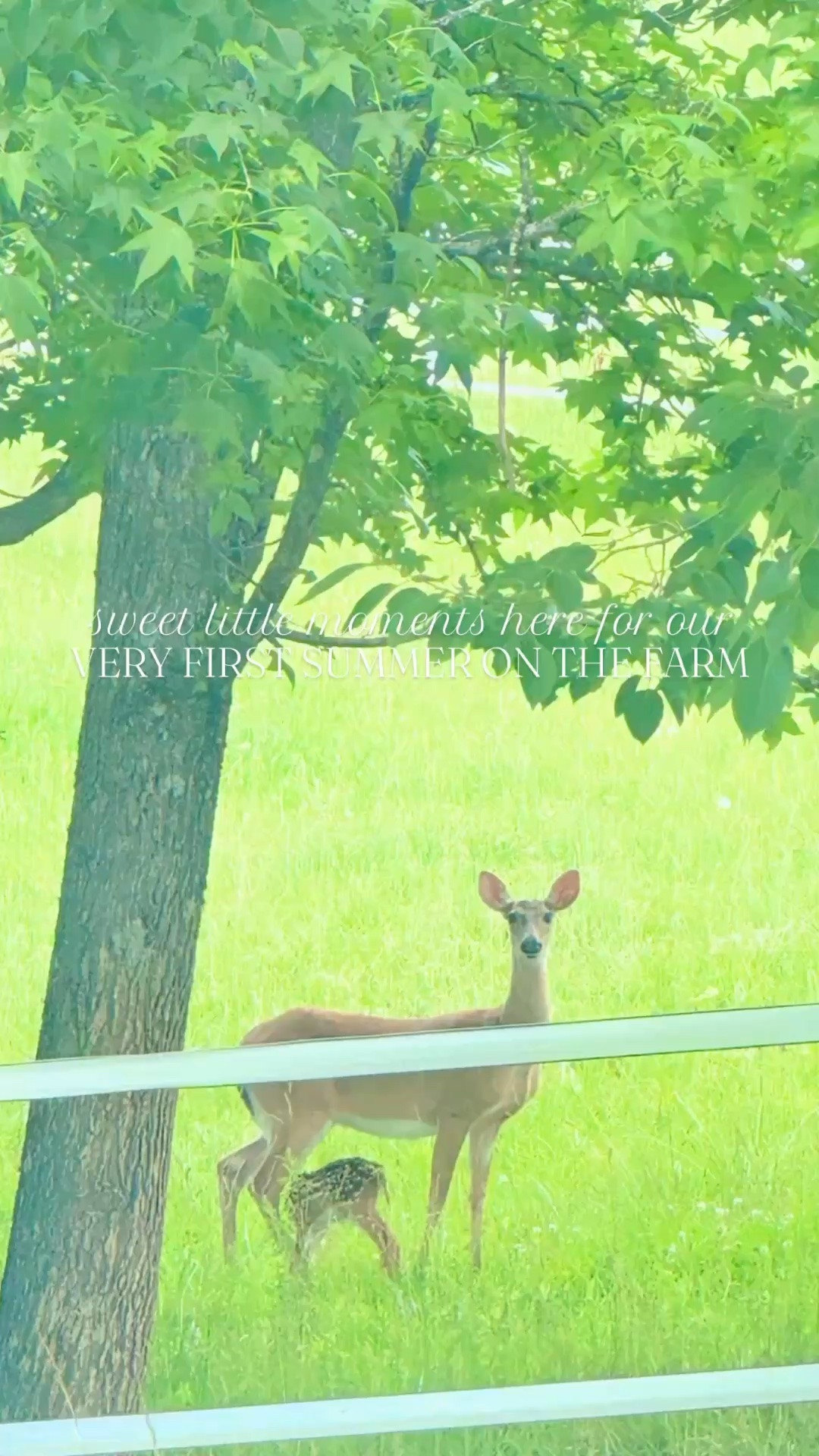 The sweet summer days out on the farm I always dreamed of!!! ☀️🪴👶🏼🌾🌻🦌🚜🌳#firstsummeronthefarm #sweetsummertime #summeronthefarm #lifelately #sweetsummerdays 

Lemonade 🍋 popsicles 🧊 in the playhouse 🪵, horsie 🐴 friends by the garden 🪴, chickens 🐓 running around 🧺, digging 🪏 in the dirt 🤎, and just soaking in the magic 🪄 of sweet summertime around here!! 🌞

Also, the boys’ sweet cowboy 🤠 playroom is my favorite 🤩 room in the house 🏡 and this view of the farm 🪟 will never cease to amaze me……. Thank you, Lord!!! 🫶🏽🌾🚜 And my view while I was cooking dinner 🍽️ last night 🤭… I love that I can see them playing together through the kitchen window 🪟 and into the homeschool 🍎 room hehe!! 🥰 This sweet farmhouse 🏠 is so well built and I just love the layout of it all - perfect for raising all these little ones!! 👶🏼

And “Dada” surprised these cuties with new sand for the sand box 🪏🪣 this Friday morning 🤭🤗 - I mean… there’s no better feeling as a child than fresh sand and bare feet 👣 y’all!! 🫶🏽 And lots of farm fresh eggs 🥚 from our ladies 🐓 makes for a happy happy Friday, too!!! 🧺

Mornings out in the garden 🪴 with these little country cuties 👶🏼🩵👶🏼 have my heart!!! 🫶🏽🌾🌳🌿 All of the wildflowers 💐🌻 are coming in 😍 and the the vegetables 🫑🌶️🍅 are just thriving!!! 🤩 Oh how I love this sweet farm garden 🪴 so!!! 🥰

Then some Friday fun at the library 📚 with these little brother besties!! 👶🏼🩵👶🏼 And we found lots of neat forest 🌳 books 📕 for our new homeschool 🍎 preschool unit next week!!! 🥰 And be still my heart!!! Look at this beautiful mama and her baby deer 🦌🦌 we saw in the front pasture of our property 🌳 right as we were pulling 🛻 back into the driveway!! 🌿 Just so amazing!! 🥹 Gosh we couldn’t love this beautiful farm more if we tried!!! Thank you, Lord! 🌾