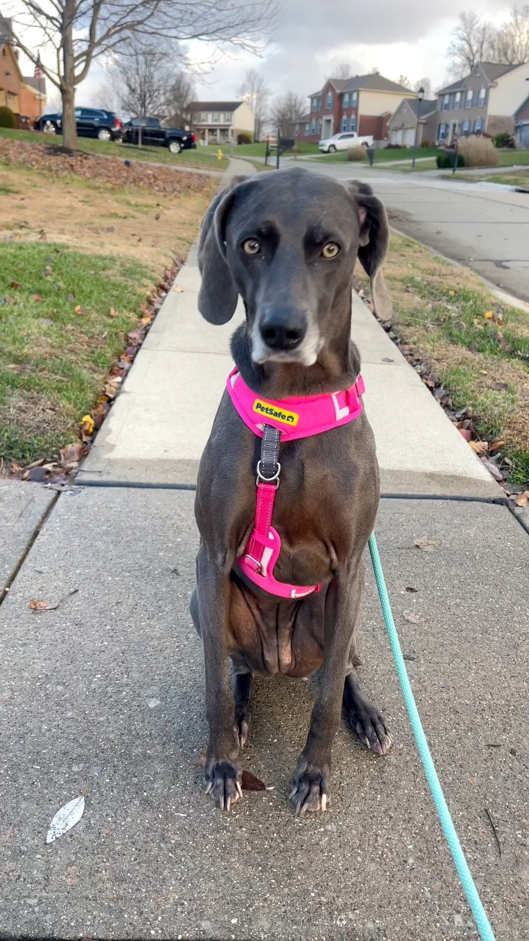 The Petsafe Easy Walk Comfort Harness would made a great gift for dog owners. My dog use to pull all the time and now our walks are so peaceful and relaxing! Now we are in our easy walk era!

@petsafe

#petsafe #EasyWalk #gifted #PetSafePartner



#LTKmomlife #LTKGiftGuide #LTKActive