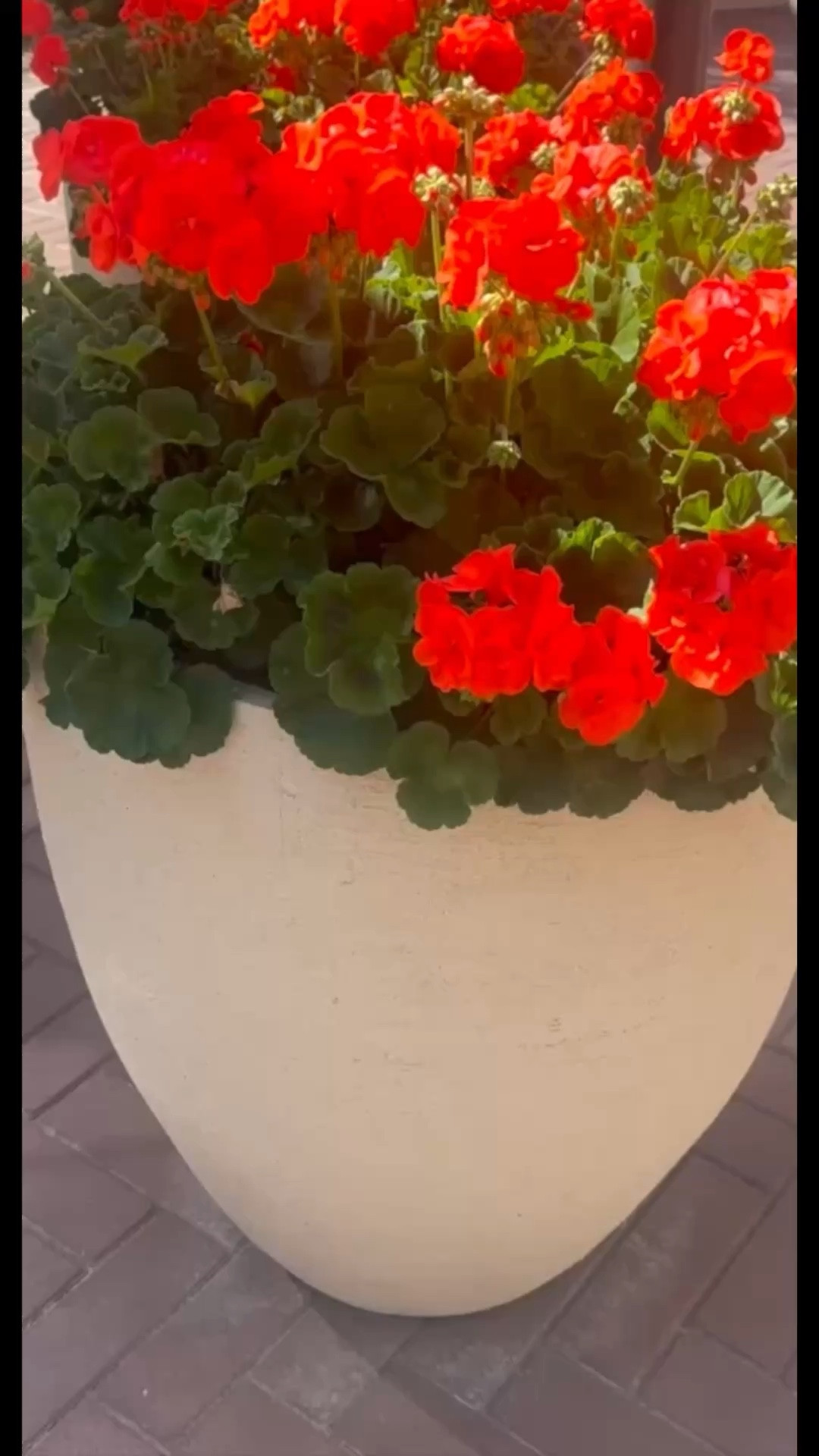 There’s something about repetition done right.

This trio of tall concrete planters — same height, same soft oval silhouette — creates a clean, sculptural rhythm that instantly makes the space feel elevated and intentional. Simple, but so powerful.

Styled with lush, romantic blooms, it’s that effortless outdoor moment that feels both modern and timeless.

And if you want to take it a step further, mixing different planter shapes or sizes keeps this look, but adds even more dimension and personality to your space.

⸻

#planter #outdoorplanter #planterset #gardenstyling #gardendesign #patiodecor #outdoorliving #concreteplanter #landscapedesign #gardeninspiration #flowerarrangement #courtyardgarden #romanticgarden #modernoutdoor

#LTKFestival #LTKHome