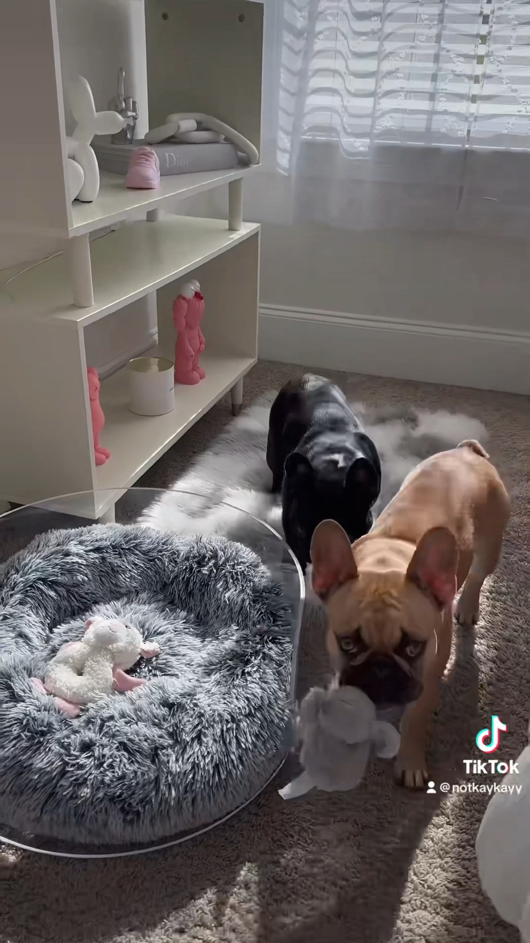 tiktok details PART 2/2

Amazon pink home decor. Room decor. Pink room decor. Amazon finds. Aesthetic bedroom. Aesthetic bathroom decor. Bathroom decor. Amazon home. Amazon decor. Bedroom inspo. Aesthetic room decor. Amazon pet finds. Dog mom. Amazon dog finds. Frenchie. Pet finds. Pet stuff. Dog finds. Puppy. #LTKdogs #LTKpets #LTKSale #LTKbeauty #LTKU #LTKfamily #LTKSeasonal #LTKBacktoSchool #LTKover40 

#LTKhome #LTKFind #LTKbeauty