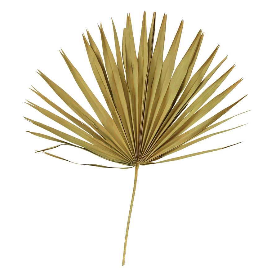 Dried Palm Leaf Bunch | Megan Molten