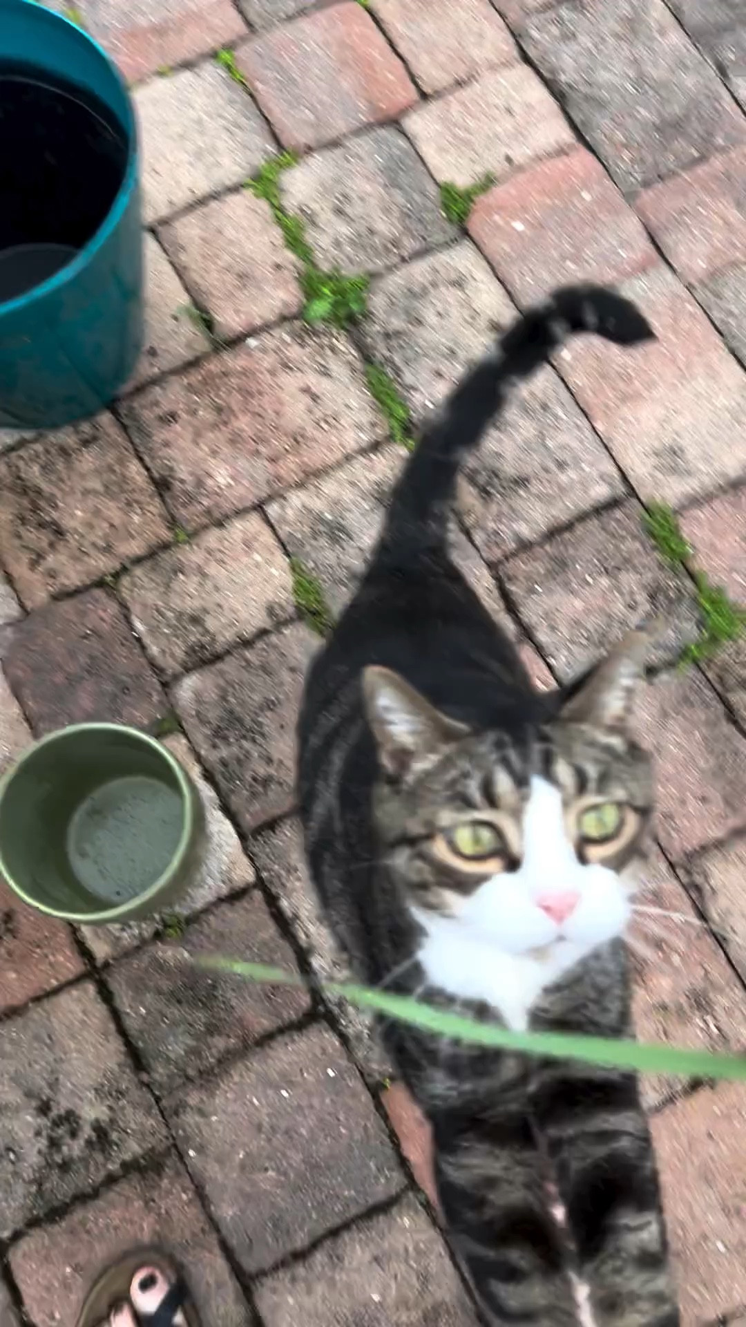 Whatever the weather, Louis loves his catio time! Even if it’s starting to drizzle, he doesn’t mind, especially if he gets some cat grass while he’s enjoying the fresh air 😻✨🌱

#LTKhome #LTKSeasonal #LTKfamily