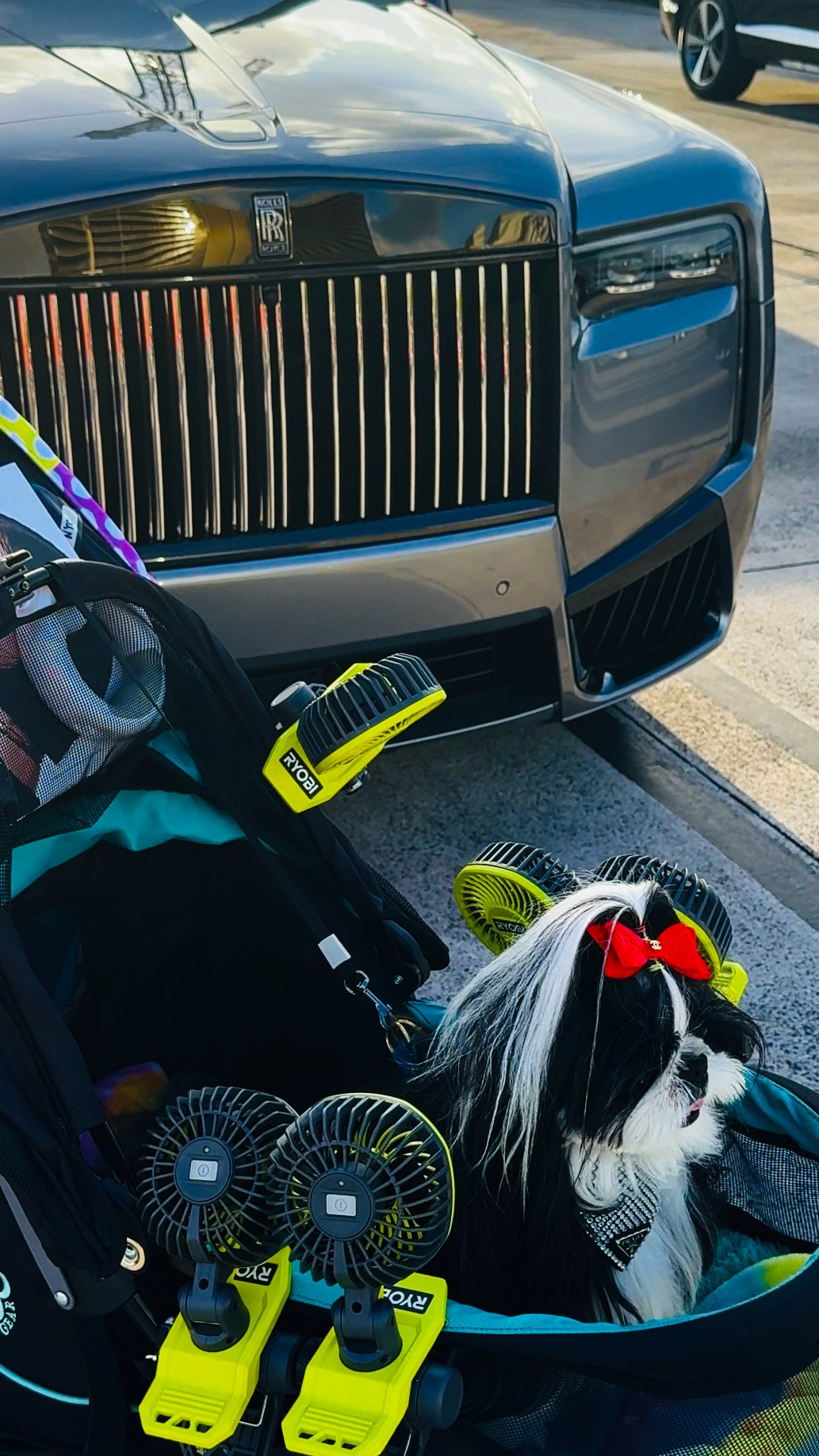 Miami Beach luxury done right. From Bal Harbour Shops and the Miami Design District to South Pointe evenings and oceanfront views, Nirvana’s edit is all about statement style from day to night. Linking luxury designer handbags for every Miami moment including iconic Birkins, classic Chanel, and one of a kind limited edition Louis Vuitton pieces that turn every arrival into an entrance. Resort days, dinner reservations, rooftop nights, and polished travel looks start here. Nirvana the Shih Tzu 💋 Nirvana Approved

#LTKgrwm #LTKdayinmylife #LTKTravel